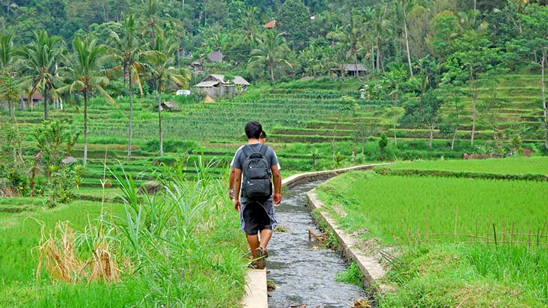 Bali must try activities: Hiking rice fields