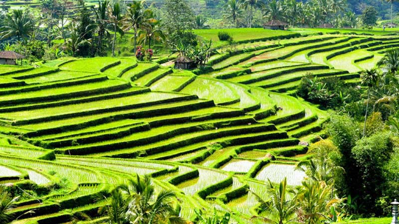 Rice fields bali: Jatiluwih rice field in Tabanan regency