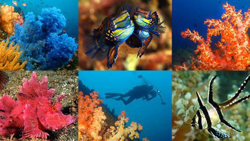 National parks in Indonesia: Marine biodiversity at Bunaken national park