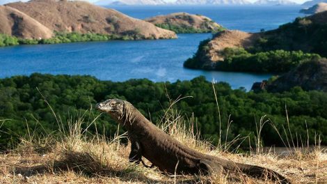 National parks in Indonesia: Komodo dragon with a view from Rinca island