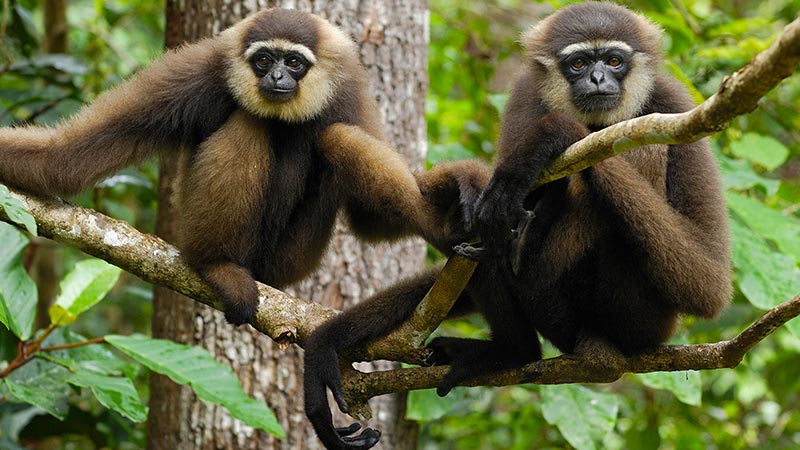 National parks in Indonesia: Gibbons are common at Tanjung Puting
