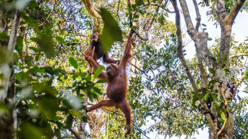 National parks in Indonesia: Orangutans roam freely at Camp Leakey