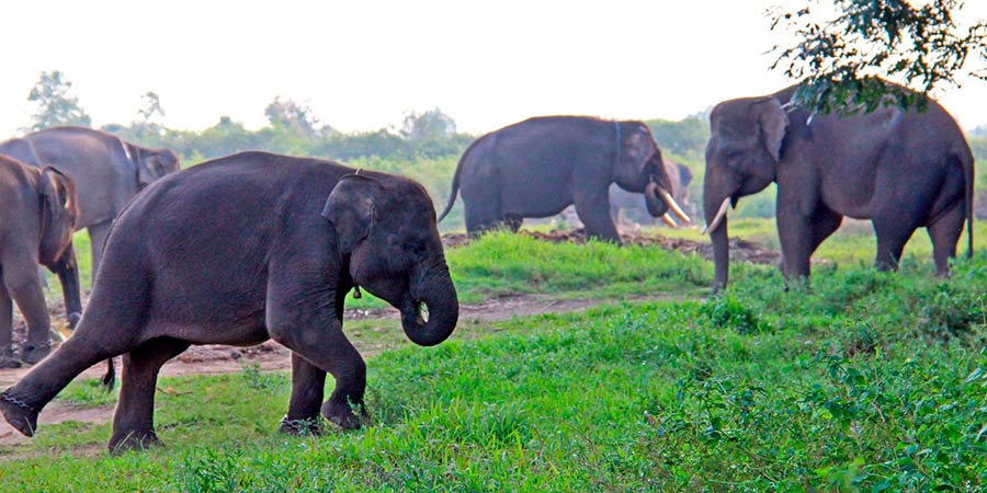 National parks in Indonesia: Way Kambas is home to Sumatran elephants