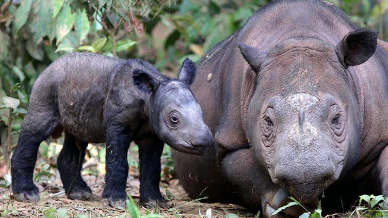 National parks in Indonesia: Sumatran rhino with its calf at Way Kambas