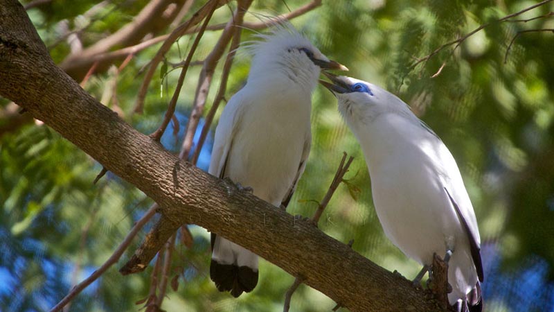 National parks in Indonesia: Bali starling at West bali national park