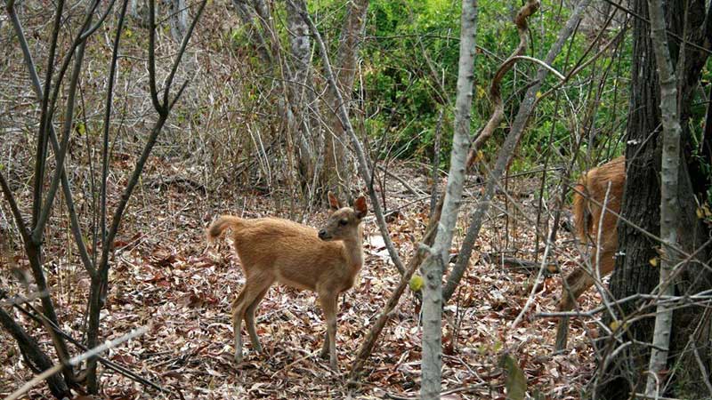 National parks in Indonesia: Barking deer at West Bali national park