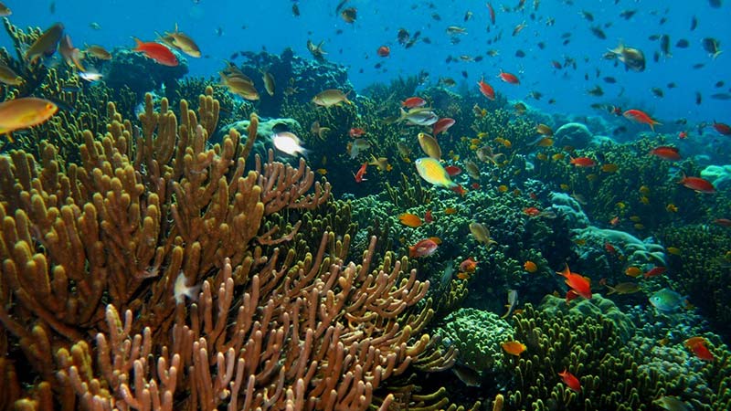 National parks in Indonesia: Underwater life at West Bali National Park