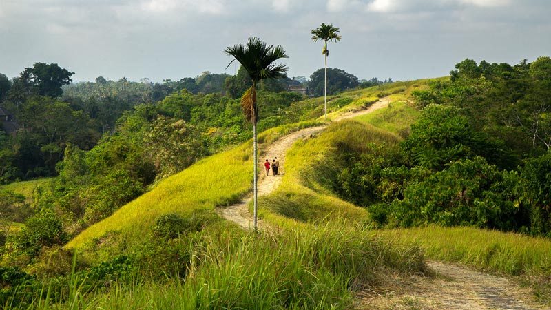 Rice fields Bali: Campulan ridge walk is a popular hiking trail in Ubud