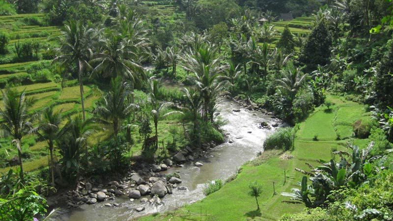 Rice fields Bali: Payangan rice terraces lead into river Ayung