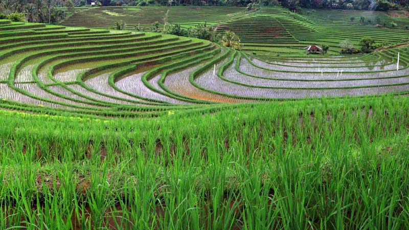 Rice fields Bali: Belimbing rice fields are located in Tabanan, West Bali