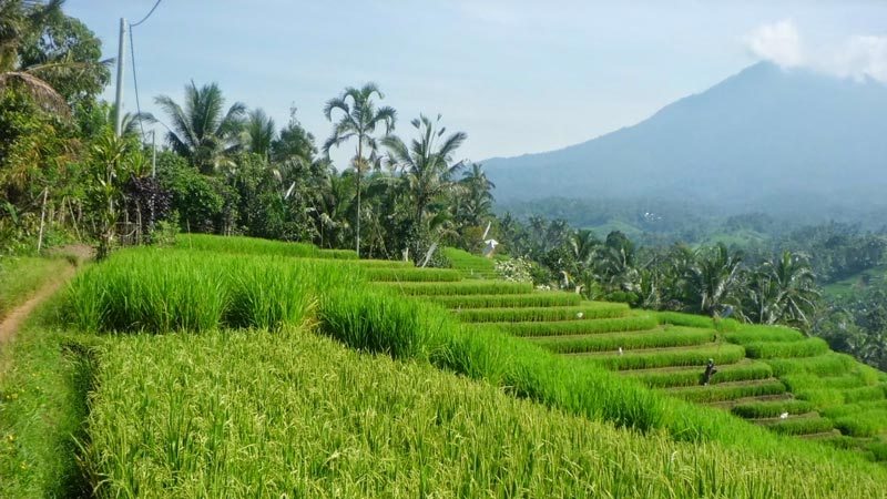 Rice fields Bali: Belimbing rice fields are only an hour's drive from Kuta