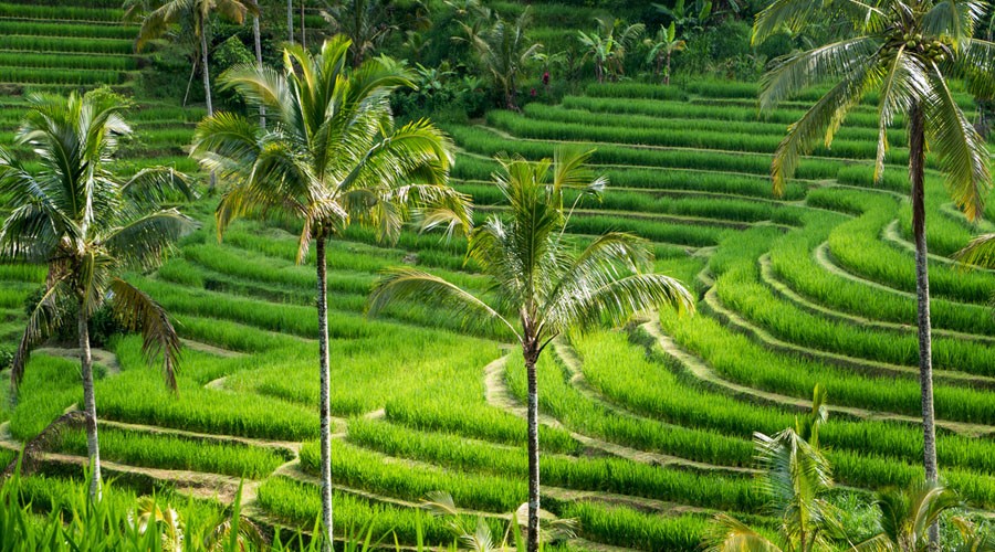 Jatiluwih rice terrace in Tabanan regency in Bali