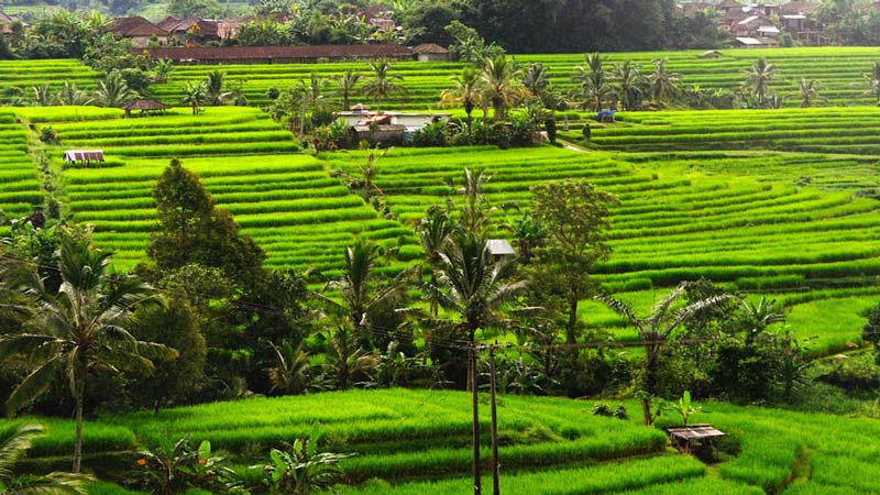 Rice fields Bali: Pupuan rice terraces are a vision of old-school Bali