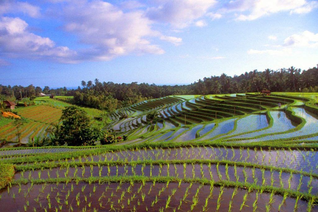Rice fields Bali: a beautiful view over the rice fields at Pupuan