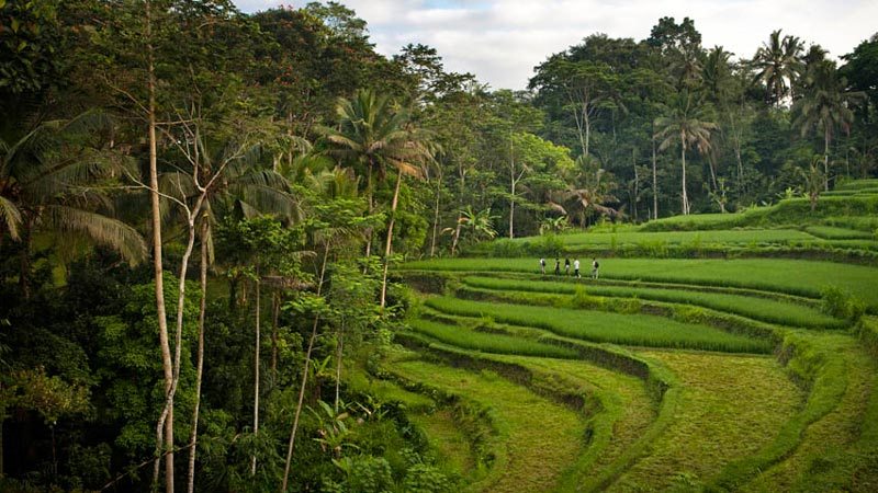 Rice fields in Bali: Ubud is a heaven for rice field fanatics