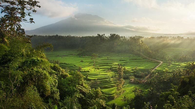 Rice fields Bali: 1,5 hour drive from Kuta takes you to Sidemen valley rice fields