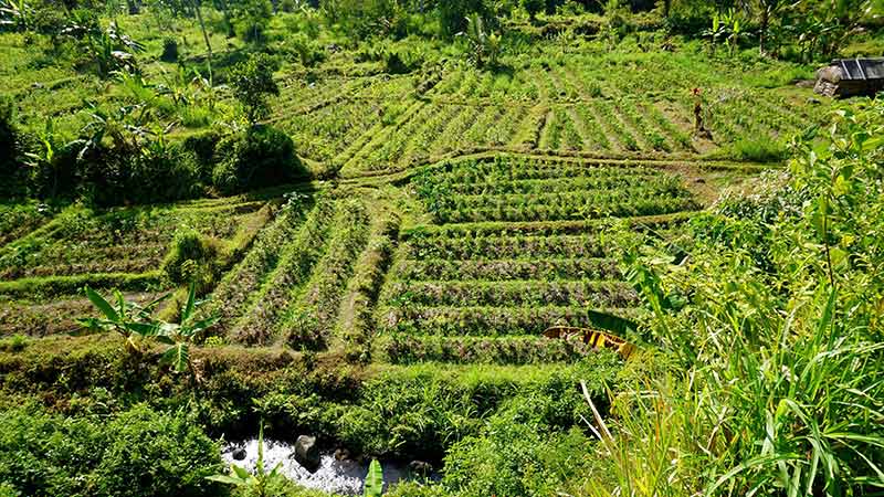 Rice fields Bali: There are many coffee and cocoa plantations alongside Sidemen rice paddies