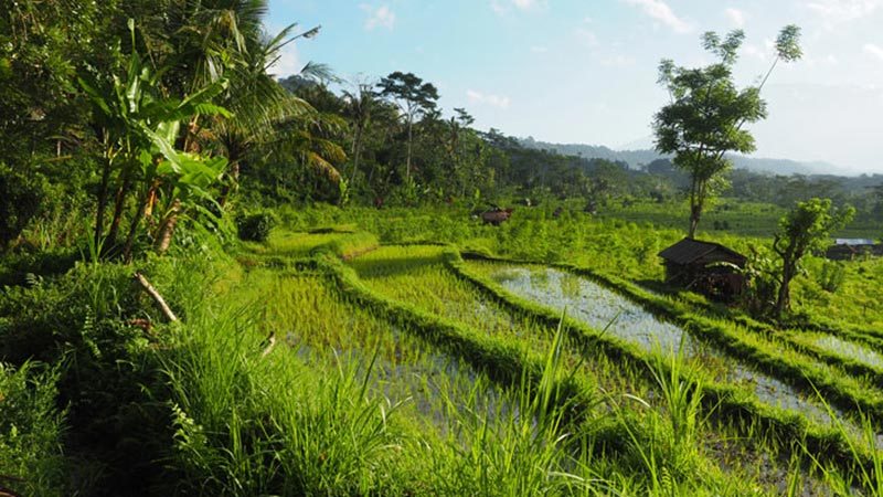 Rice fields Bali: Rice terraces, palm trees and mossy river beds in Sidemen