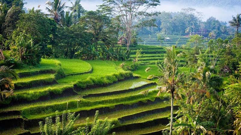 Rice fields Bali: Tegallalang rice terraces are located only 9 kilometres from Ubud
