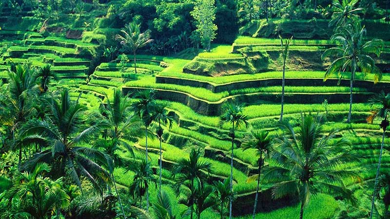 The most beautiful rice fields in Bali | thingstodoinbali.com