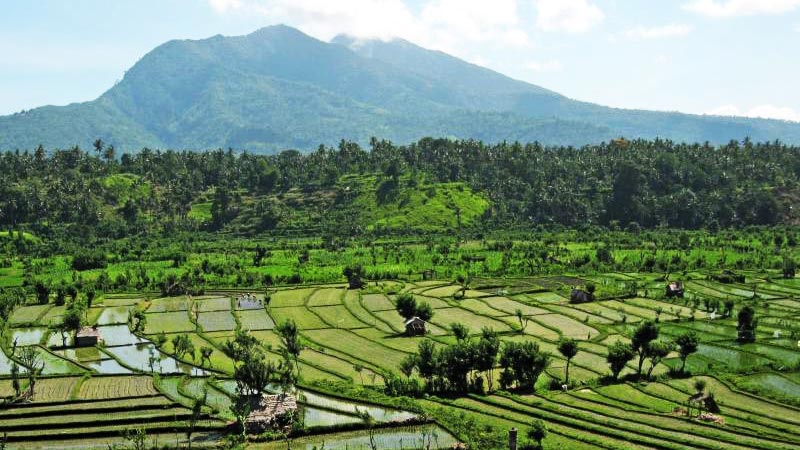 Rice fields Bali: Join a guided rice field trek around Tirta Gangga