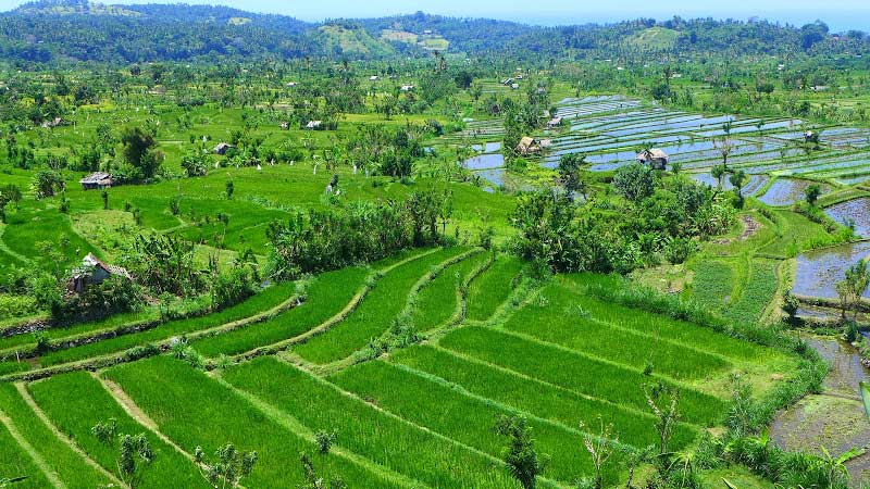 Rice fields Bali: Tirta Gangga rice fields are located nearby the coastal towns of Amed and Candidasa