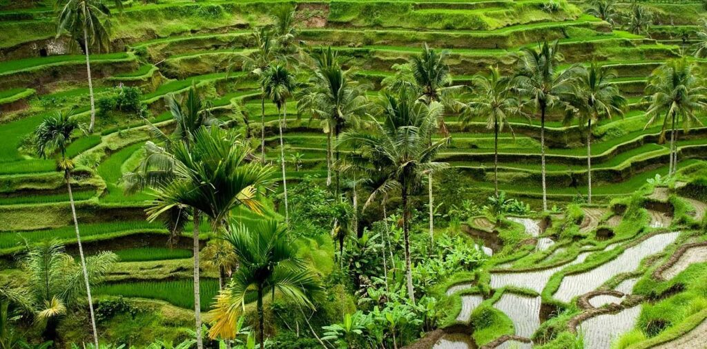 Rice fields in Bali